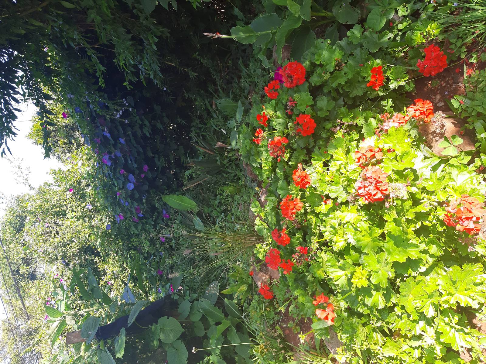 The Hedge - Gallery 9