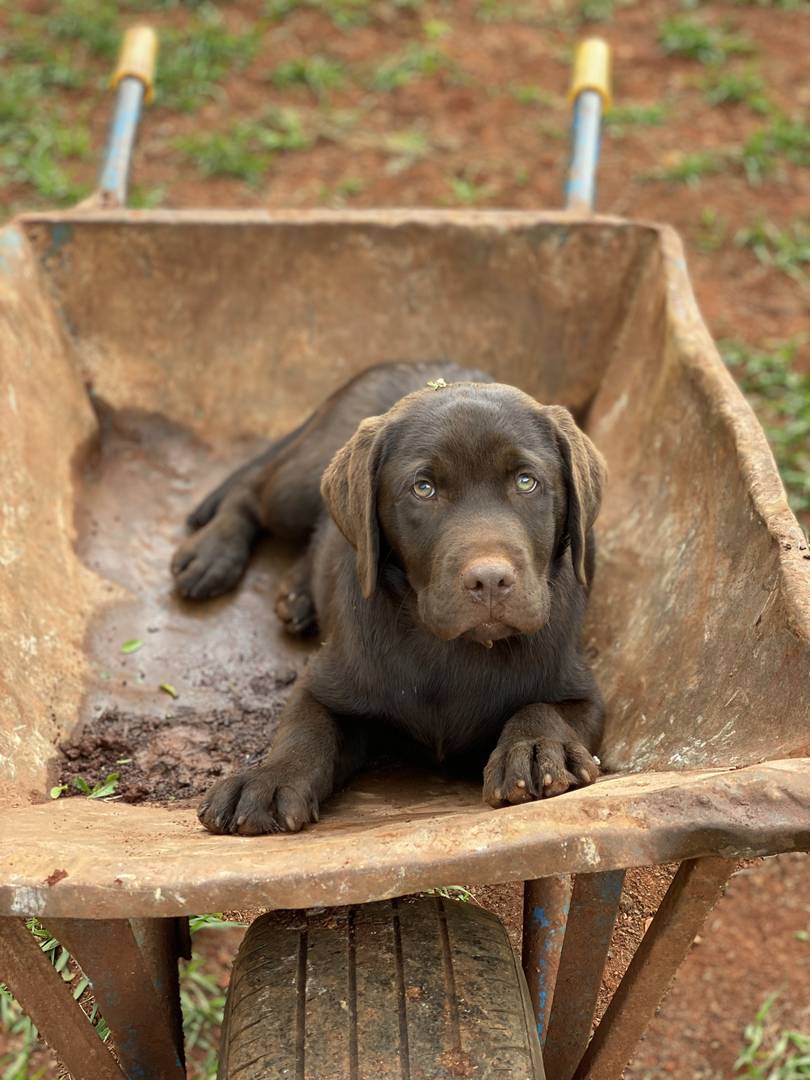 Golden hour in the Maarifa gardens (Shamba)