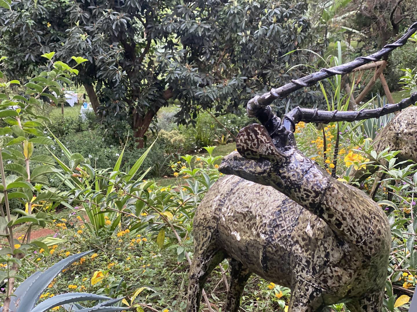 Green canopy in the Maarifa garden (Shamba)