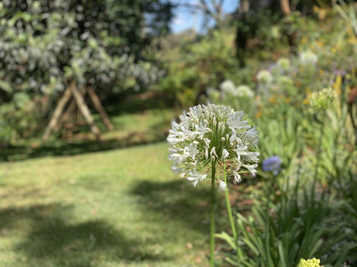 From garden to table at Maarifa (Shamba)