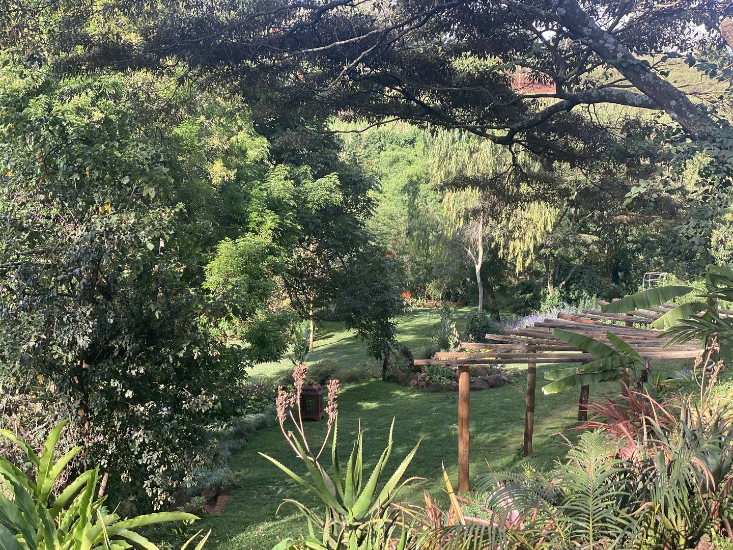 Orchard walk through the Maarifa grounds (Shamba)