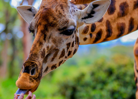 Giraffe Centre