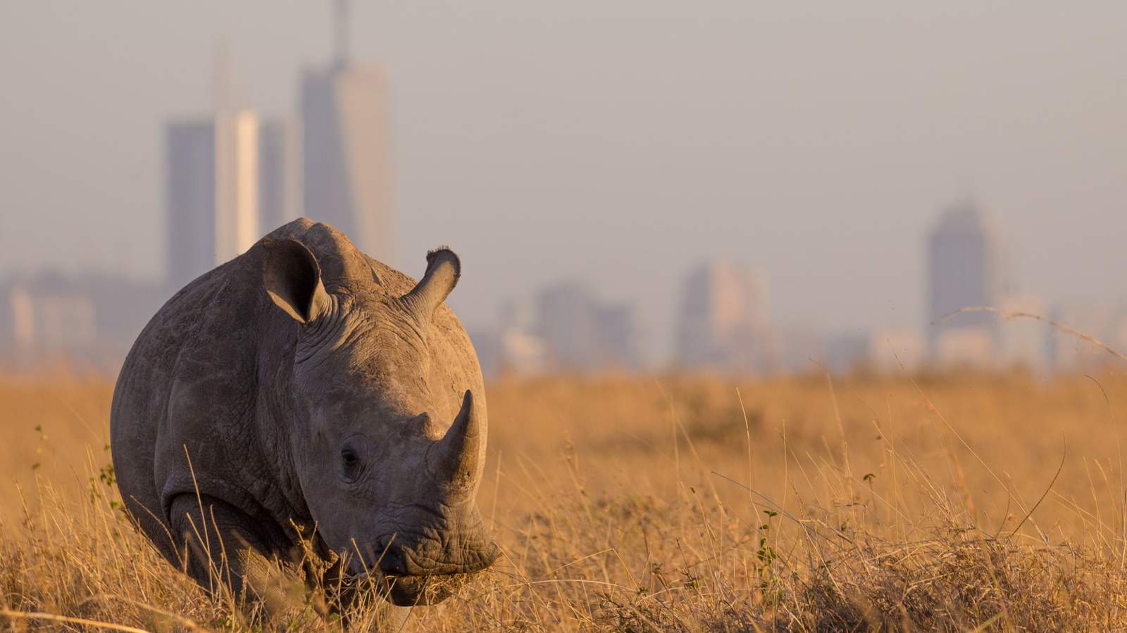 Nairobi & National Park
