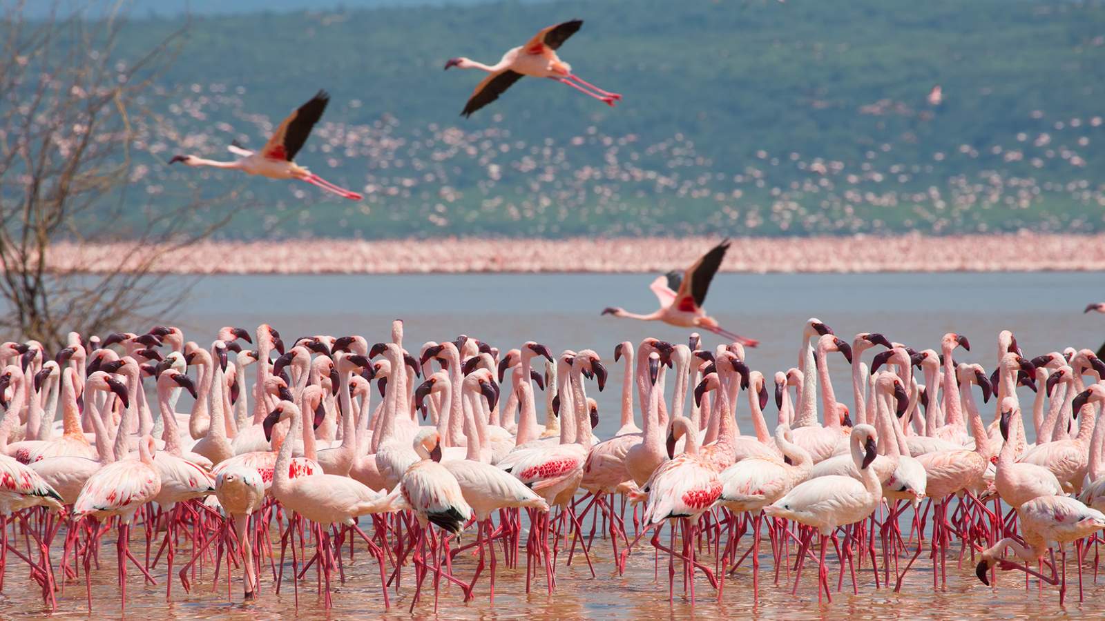 Lake Naivasha & Nakuru