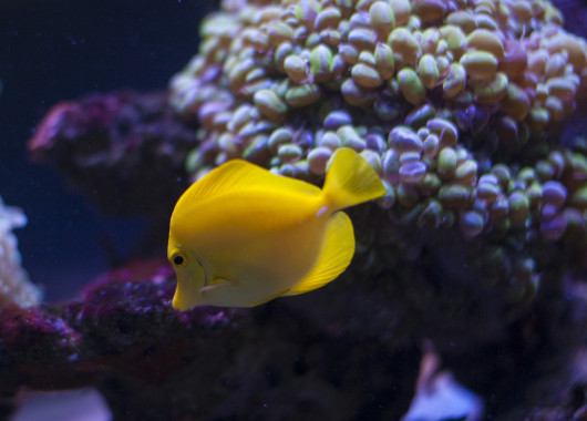Coral Reef Snorkelling